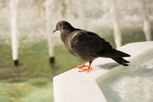 Lonely bird by the fountain lives in the urban environment