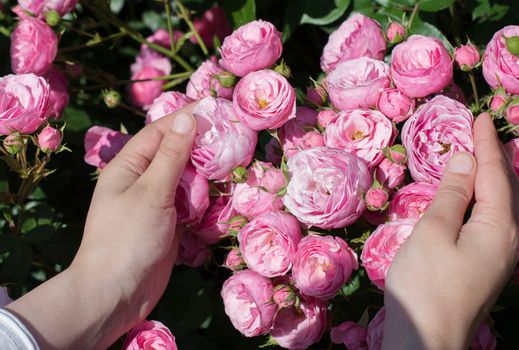 Beautiful fresh rose in hand