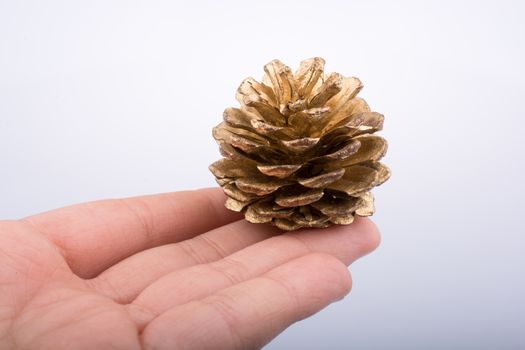 Hand holding brown pine cone in hand on a white background