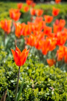 Fresh tulips blooming in the spring season