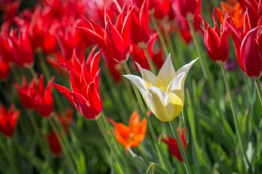 Fresh tulips blooming in the spring season