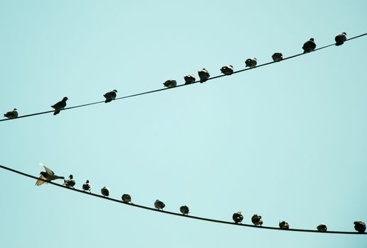 Pigeons perched on wire with sky background