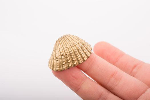 Little gold colored seashell in hand on white background