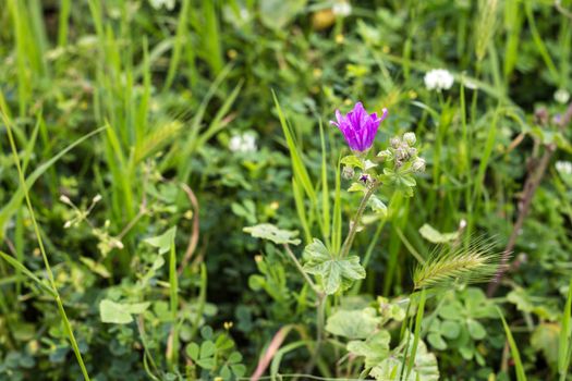 The scent of wildflowers in spring time