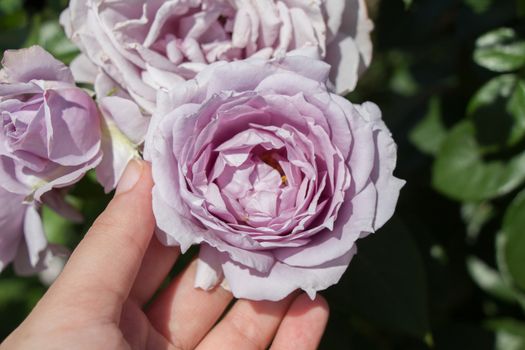 Hand holding a  colorful Rose Flower