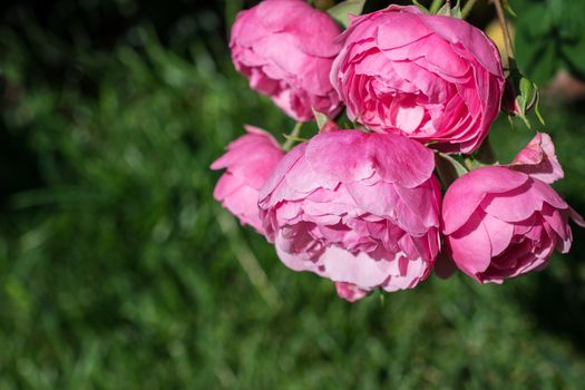 Blooming beautiful colorful roses in the garden background