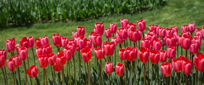 Tulip Flowers Blooming in Spring Season