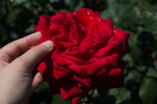 Hand holding a  colorful Rose Flower