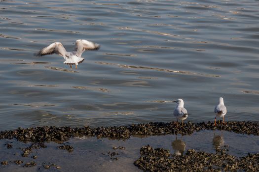 Seagull are standing on the shore by the sea