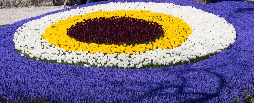 Tulip Flowers Blooming in Spring Season