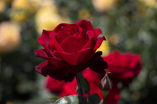 Beautiful colorful Rose Flower on garden background