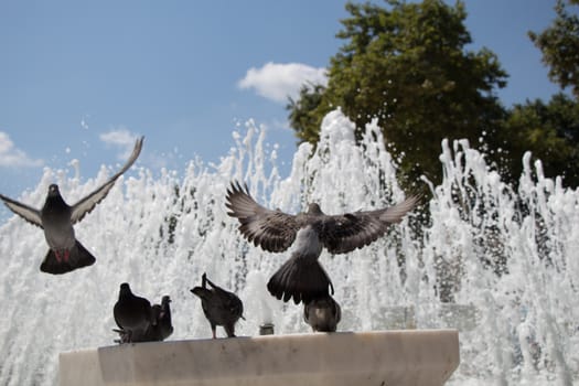 City pigeons by the side of water at a fountain