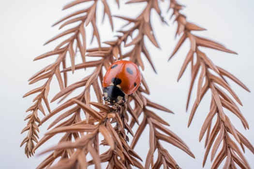 Beautiful photo of red ladybug walking on a dry leaf