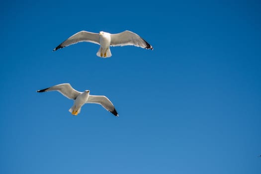 Pair of seagulls flying in blue a sky background