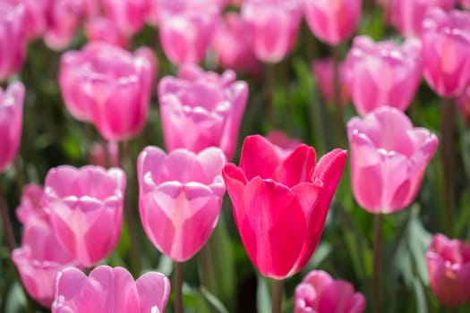 Tulip Flowers Blooming in Spring Season