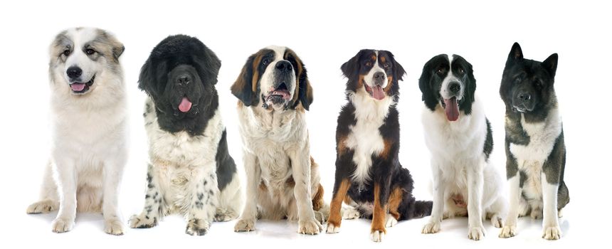 group of large dogs in front of white background