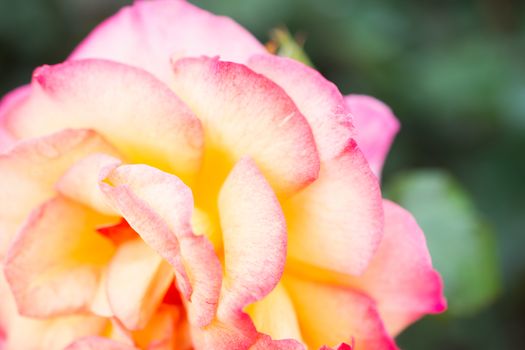 Beautiful fresh roses in close up view