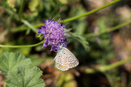 Beautiful butterfly perching on flower on nature background