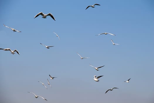 Seagulls are flying in sky over the sea waters