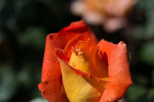Beautiful colorful Rose Flower in close up view