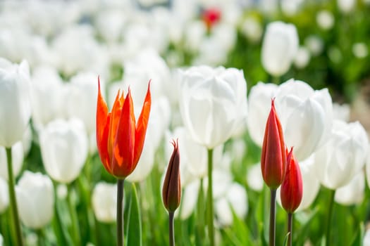 Orange color tulip flowers bloom in the garden