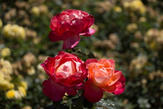 Blooming beautiful colorful roses in the garden background