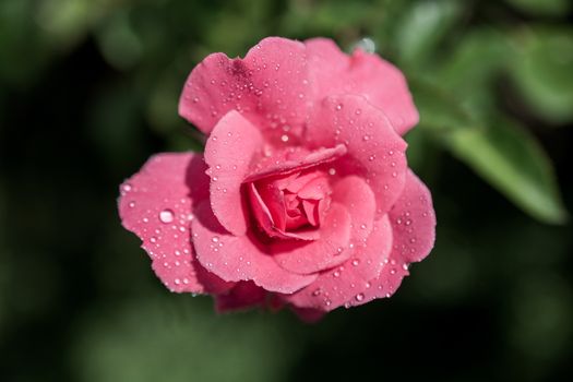 Beautiful colorful Rose with water drops on it