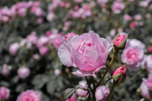 Beautiful colorful Rose Flower on garden background