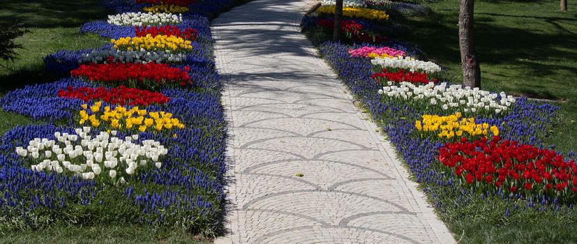 Tulip Flowers Blooming in Spring Season