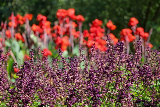 Beautiful colorful flower garden with various flowers