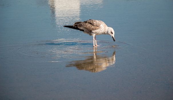 Seagull  on rest on ground with muddy waters