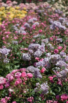 Rose garden full of beautiful fresh roses