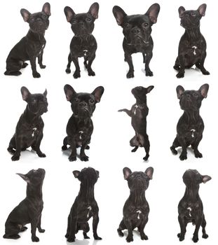 A little black french bulldog, compilation of different poses on white.