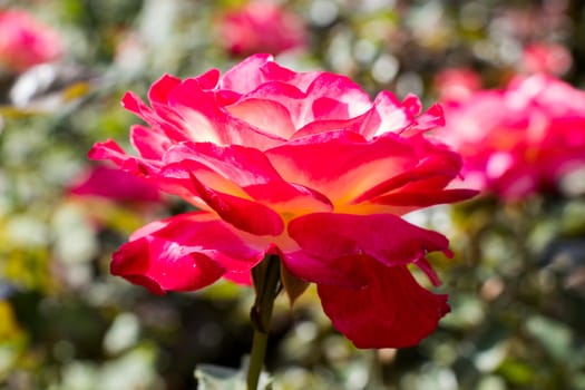 Beautiful colorful Rose Flower on garden background