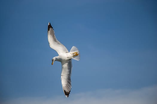 Single seagull flying in a cloudy sky as a background