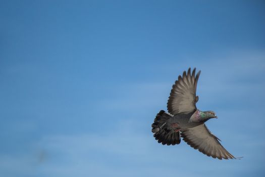 Single pigeon in the air with wings wide open