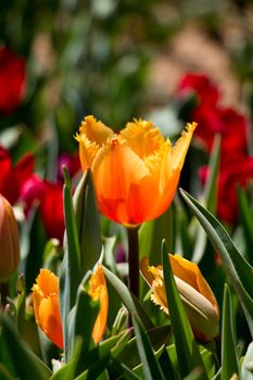 Orange color Tulips Bloom in Spring in garden