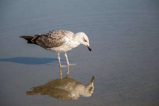 Seagull  on rest on ground with muddy waters