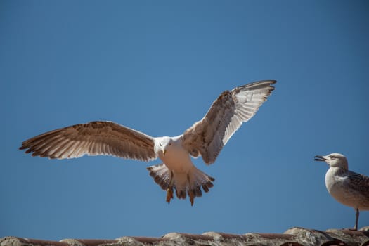 Single seagull is sitting on the roof