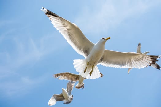 Seagulls flying in a sky as a background