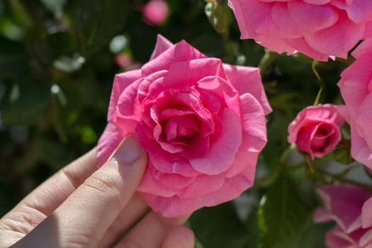 Hand holding a  colorful Rose Flower