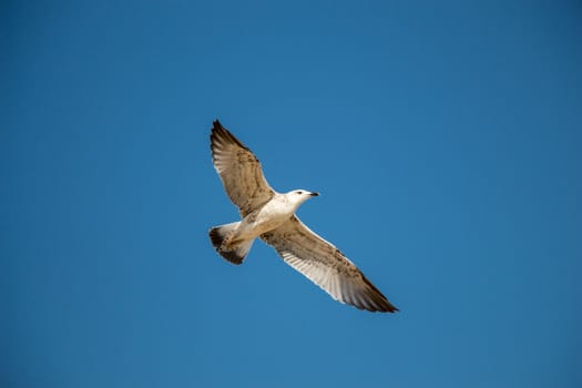 Single seagull flying in a blue sky as a background