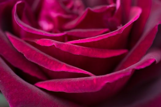 Beautiful colorful Rose Flower in close up view