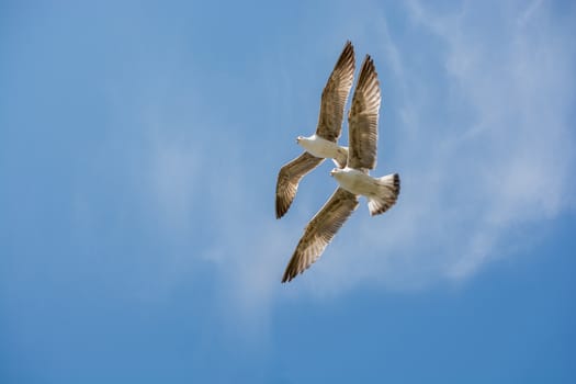 Two seagulls flying in a sky as a background