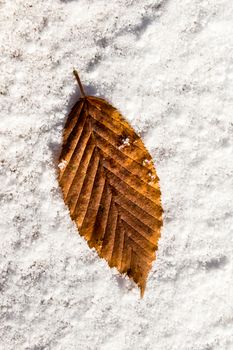 Beautiful dry autumn leaf on a white snowy background