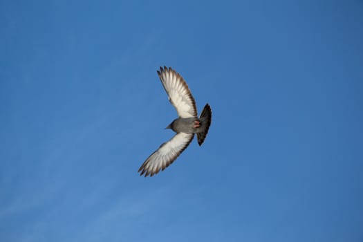 Single pigeon in the air with wings wide open