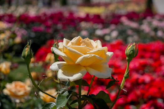 Rose garden full of beautiful fresh roses