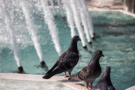 City pigeons by the side of water at a fountain