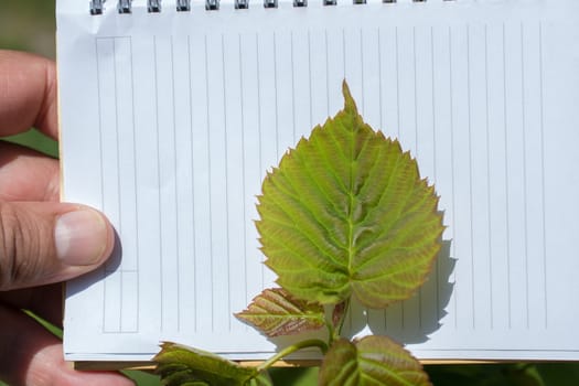 Green leaves in hand over a brown background