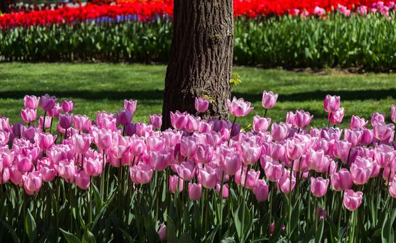 Tulip Flowers Blooming around tree trunk in Spring Season